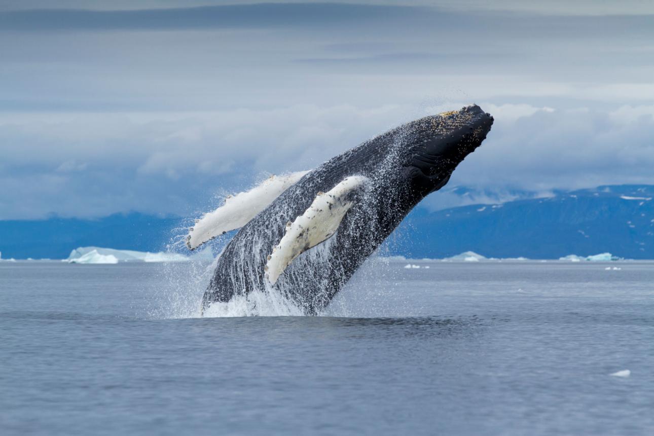 Disko Bay