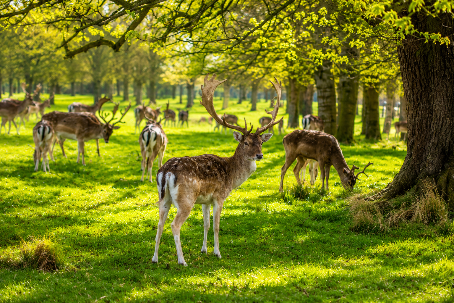 Phoenix Park