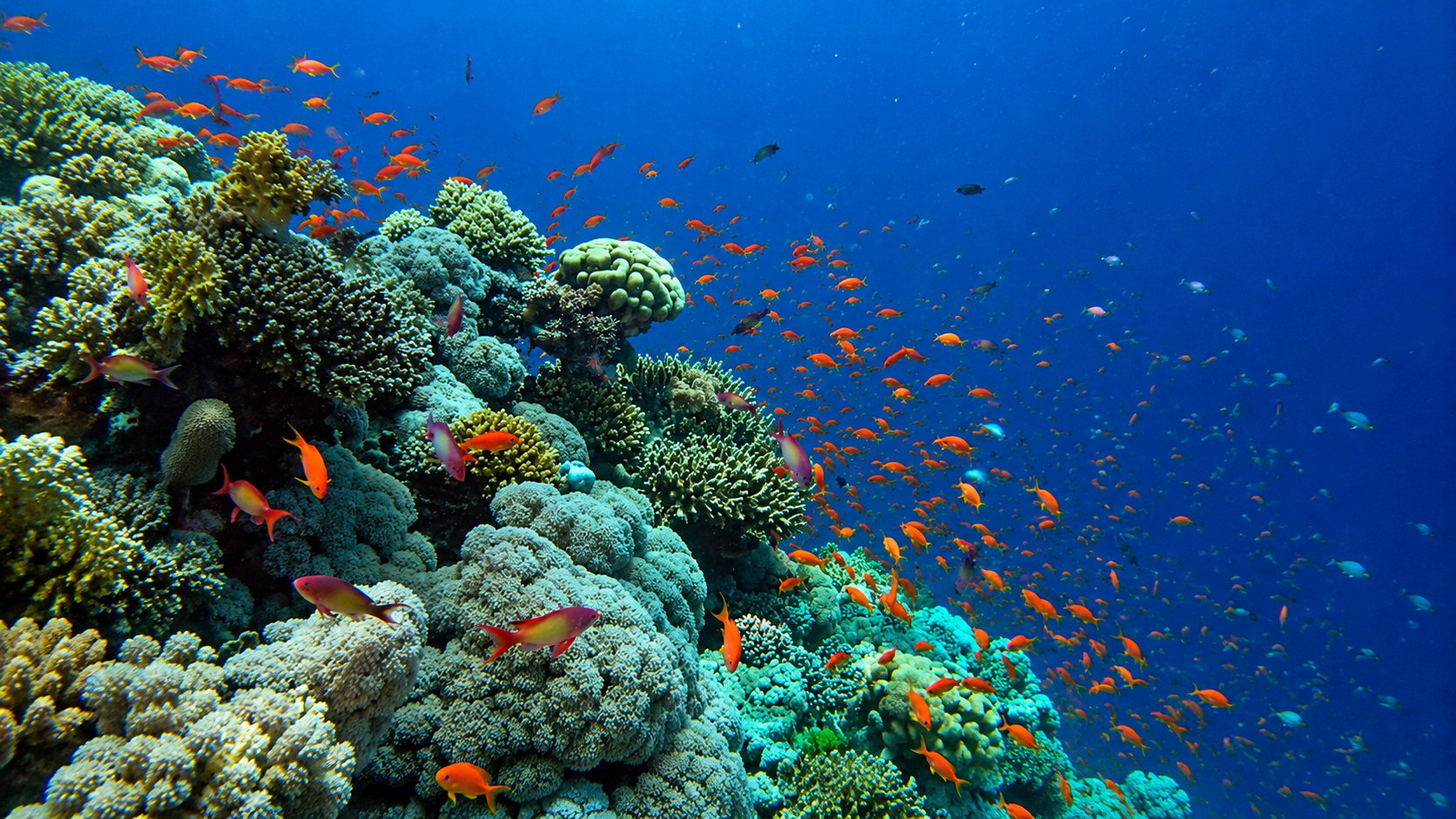 Aqaba Coral Reef Adventure
