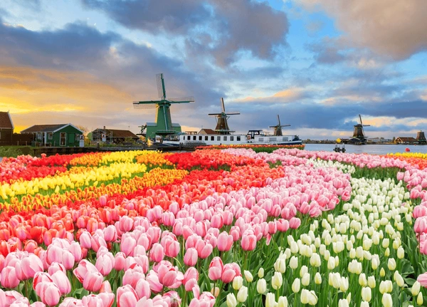Keukenhof