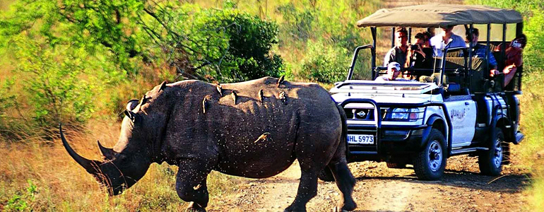 Kaziranga