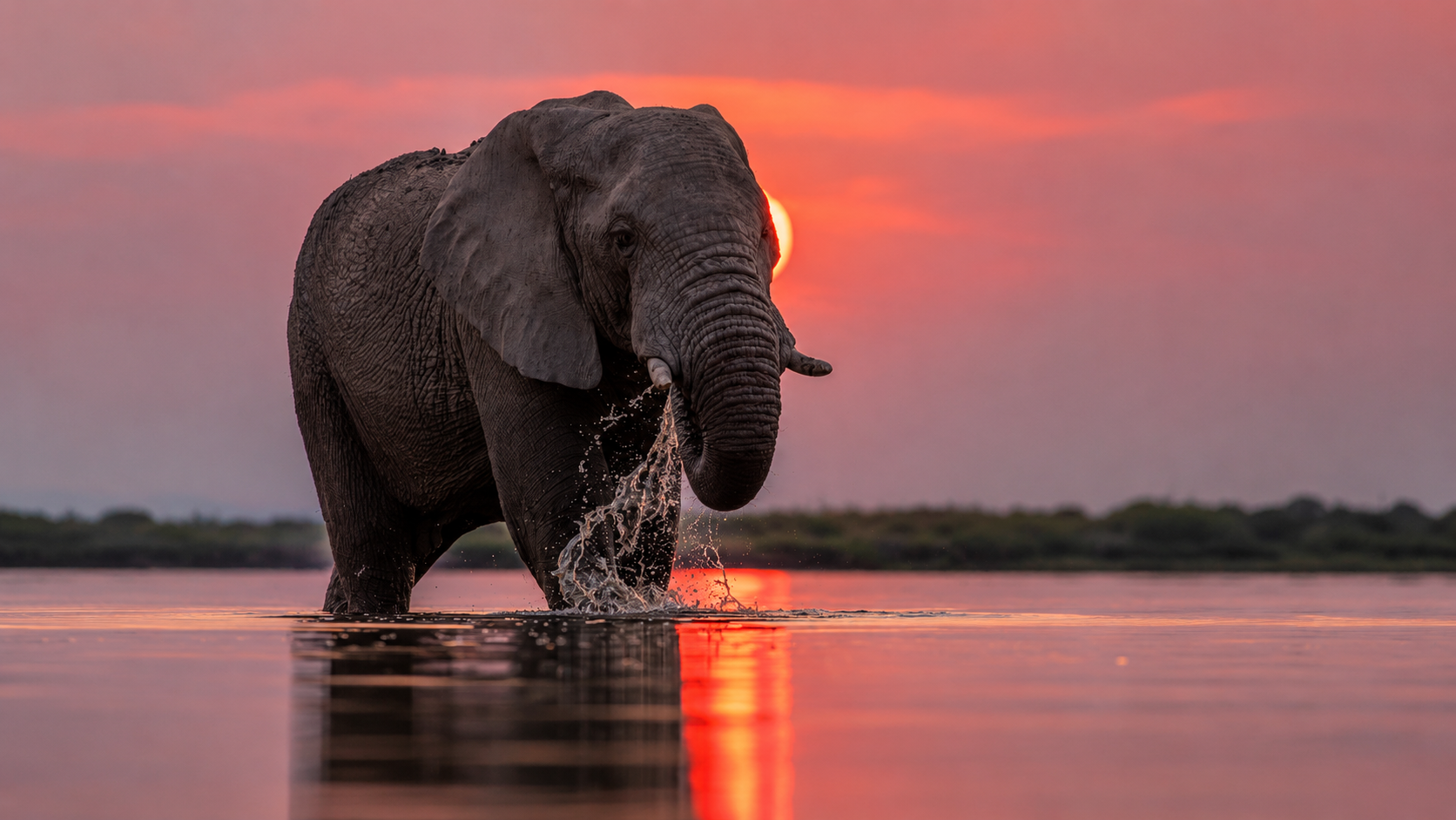 Wildlife Explorer