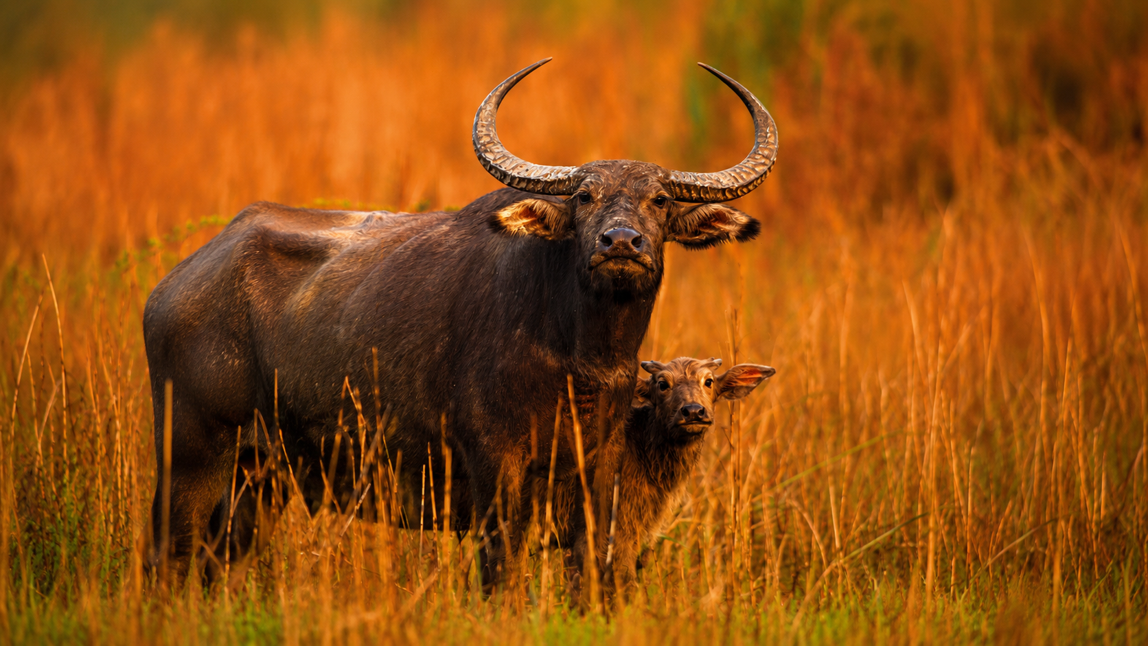 Manas Wildlife Safari