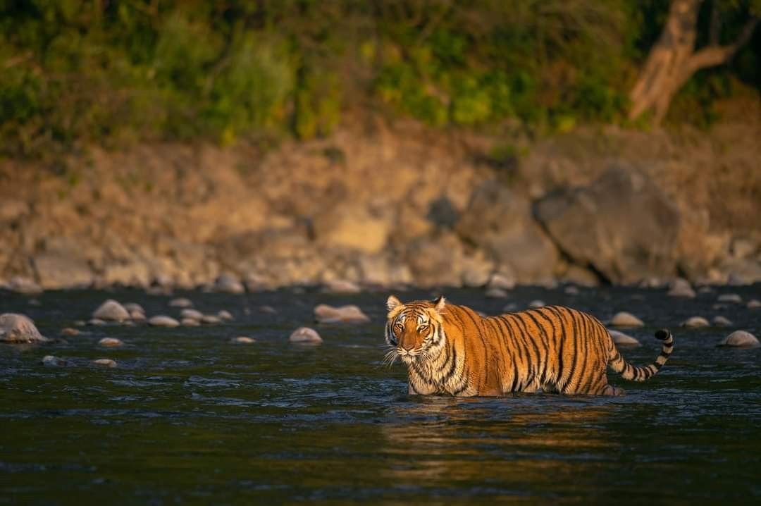 Tiger Safari Escape