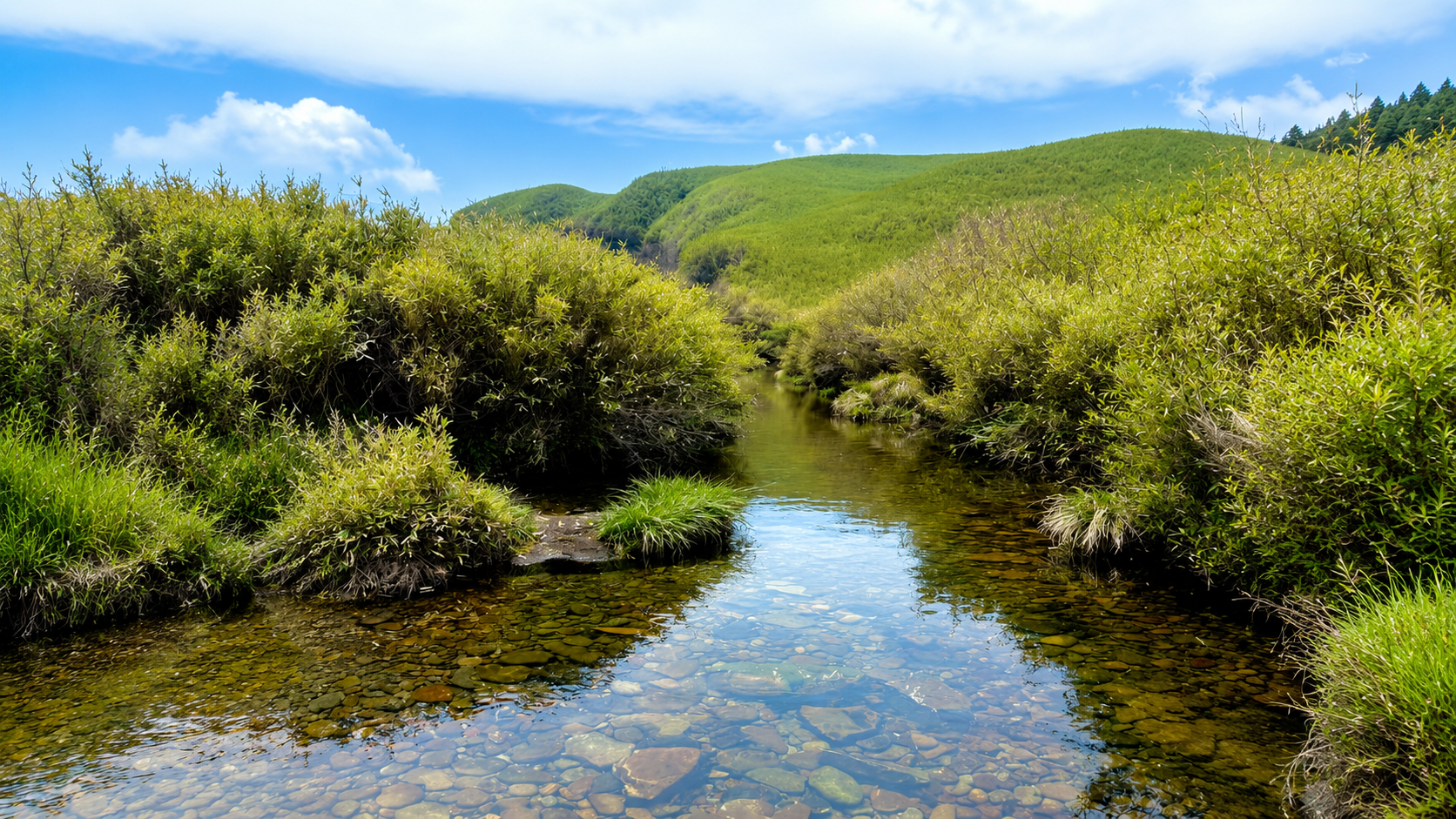 Dzukou Valley Trek