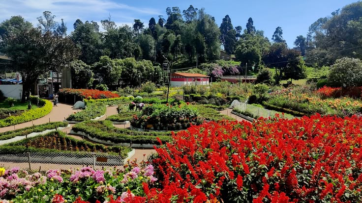 Ooty Honeymoon