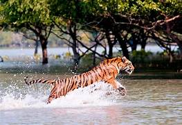 Sundarbans